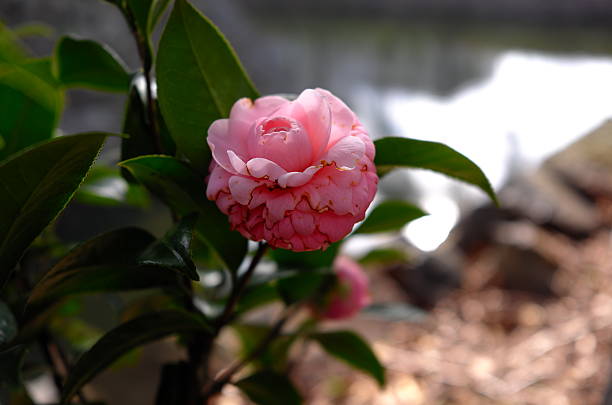 kamelia japonica (theacaeae), otome, różowy perfekcja - camellia day nobody single flower zdjęcia i obrazy z banku zdjęć