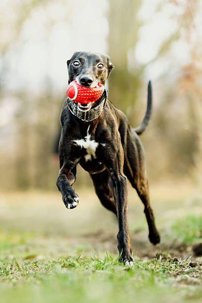 istock crazy and fun black young whippet dog puppy running 467956502