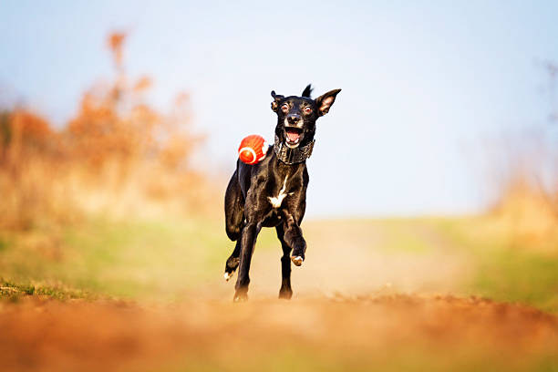 istock crazy and fun black young whippet dog puppy running 467958530