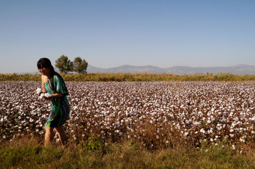 A Chinese girl with cotton in her hands, walks of a cotton field.