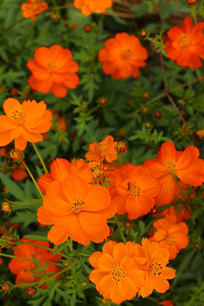 istock colorful of  cosmos flowers 467959359