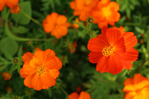 istock colorful of  cosmos flowers 467959421