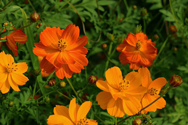 istock colorful of  cosmos flowers 467959429