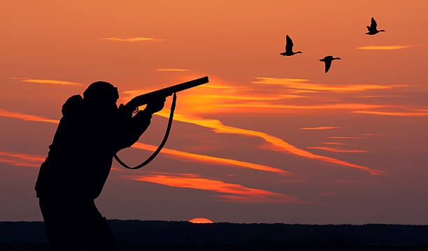 pato de caça - bird hunter imagens e fotografias de stock