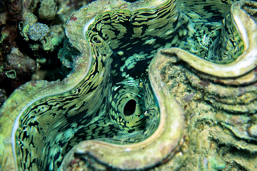 Giant Clam - Tridacna - Red Sea/Egypt