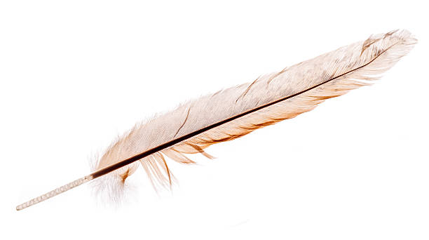 istock light brown rooster straight feather isolated on white 467965063