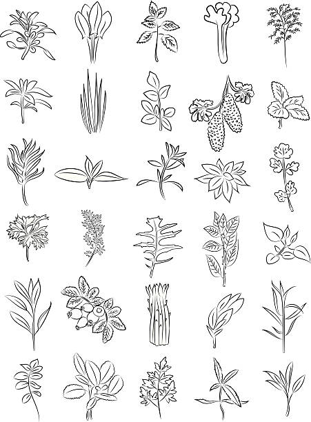 illustrazioni stock, clip art, cartoni animati e icone di tendenza di erbe aromatiche fresche - fennel ingredient vegetable isolated on white