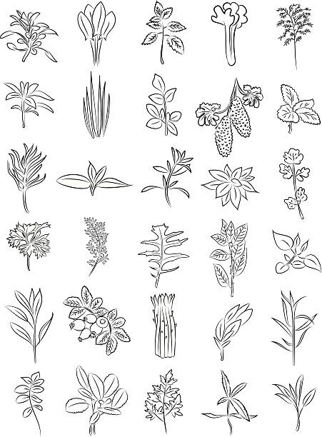 ilustrações, clipart, desenhos animados e ícones de ervas frescas - fennel vegetable food white background