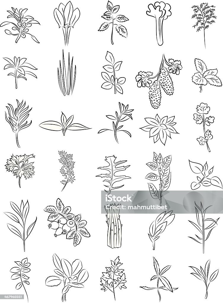 Fresh herbs vector collection of fresh herbs in line art Bitter Gourd stock vector