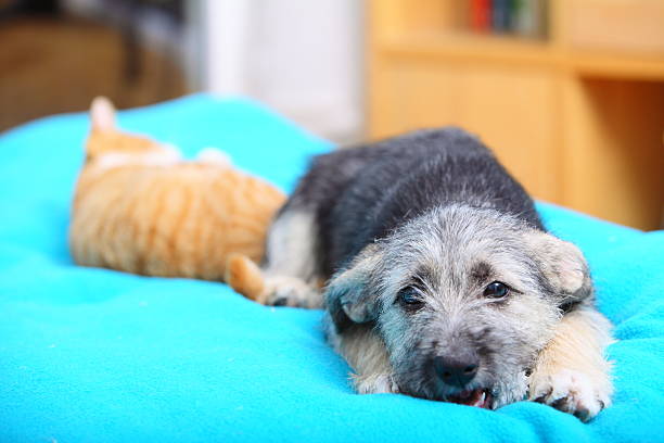 les animaux de compagnie à la maison chien et chat jouant ensemble sur le lit - domestic cat ginger two animals kitten photos et images de collection