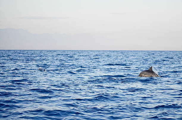 istock Dolphin jumping. Splashing water. Early morning light. 467966433