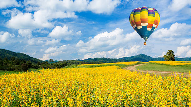 istock Hot air balloon over Yellow flower fields against blue sky 467967323