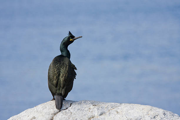 istock Kraehenscharbe, Phalacrocorax aristotelis, European Shag 467967377