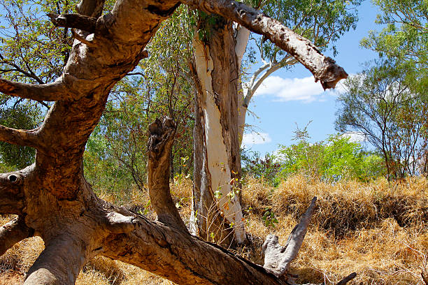 istock Dry river valley, Australia Landscape 467967637
