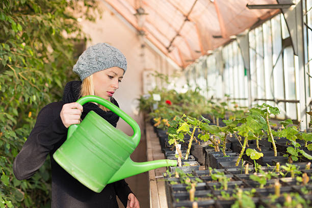 istock Florists woman working in greenhouse. 467971330