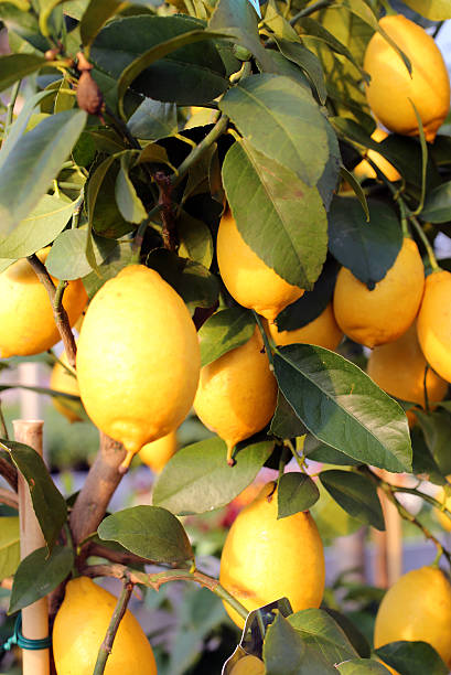 istock ripe lemons in the tree of the Orchard 467971448