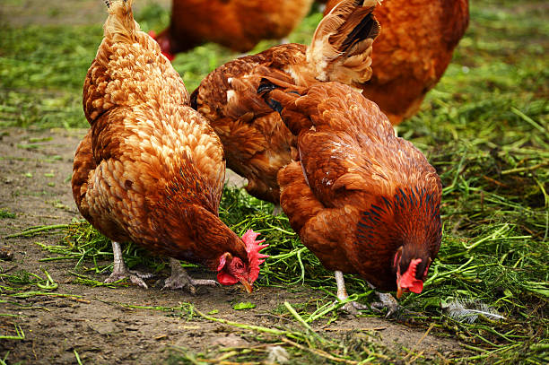 istock Chickens on traditional free range poultry farm 467971719
