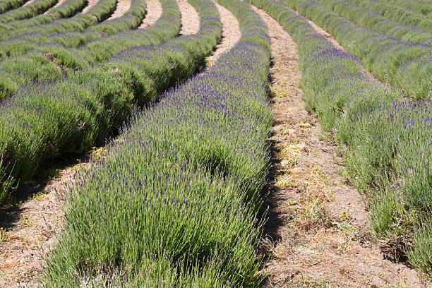 istock Lavender farming on the channel islands, UK 467971821