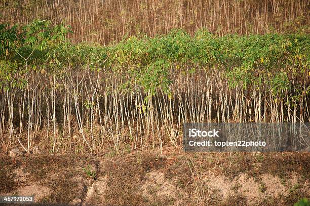 Reihe Von Cassava Baum Stockfoto und mehr Bilder von Agrarbetrieb - Agrarbetrieb, Asien, Bildhintergrund