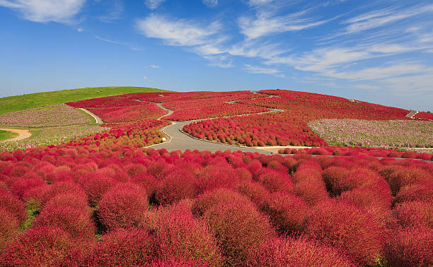 Mountain, Cosmos and Kochia in autumn at Ibaraki, Japan Mountain, Cosmos and Kochia at Hitachi Seaside Park in autumn with blue sky at Ibaraki, Japan ibaraki prefecture stock pictures, royalty-free photos & images