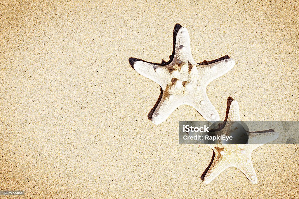 Deux étoiles de mer sur un sable à la plage :  sec Fond de vacances - Photo de Activité de loisirs libre de droits