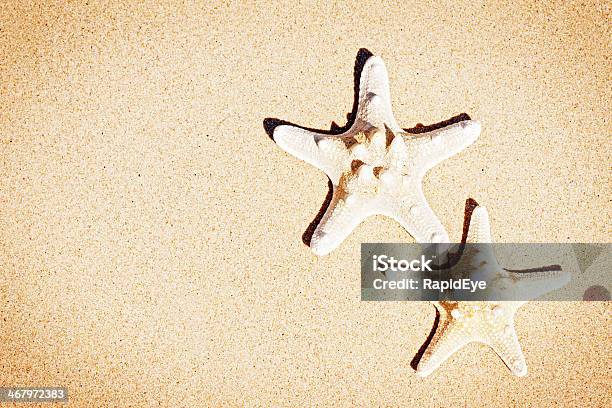 Photo libre de droit de Deux Étoiles De Mer Sur Un Sable À La Plage Sec Fond De Vacances banque d'images et plus d'images libres de droit de Activité de loisirs