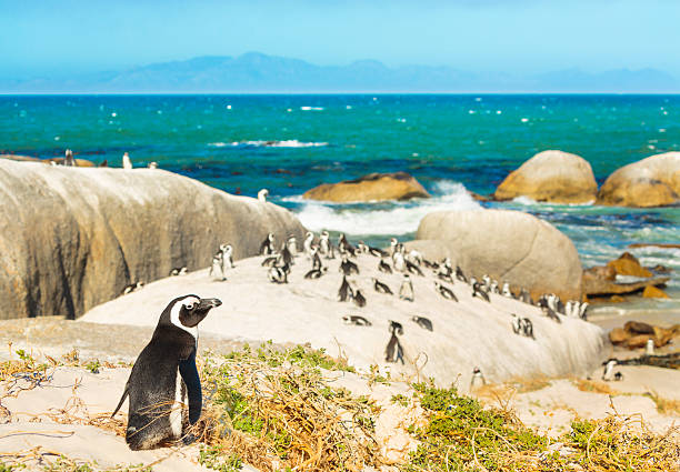 Colony of african penguins on rocky beach in South Africa stock photo