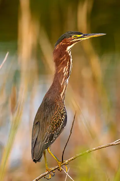 Green Heron (Butorides virescens) looking to the right while perched on a branch at Arthur R. Marshall Loxahatchee National Wildlife Reserve, Wellington, Florida, USA. 