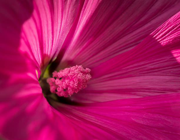 istock Pink flower, close-up macro 467973962