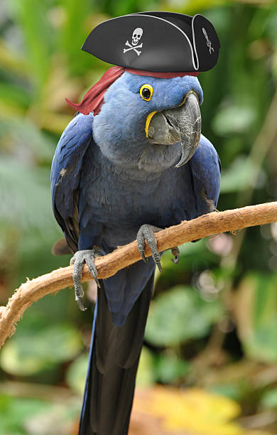 istock Blue parrot with a pirate hat sitting on a perch 467975112