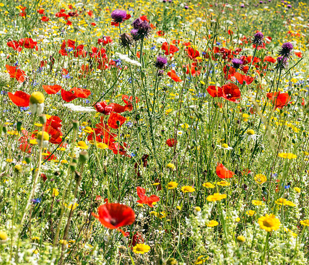 istock Piano Grande di Castelluccio (Italy) 467975816
