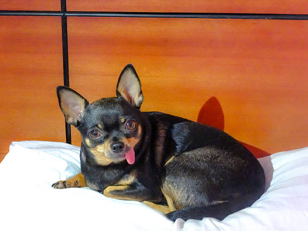 istock Chihuahua dog long tongue 467978616