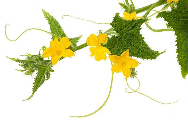 pepino flores - cucumber vegetable plant single flower fotografías e imágenes de stock