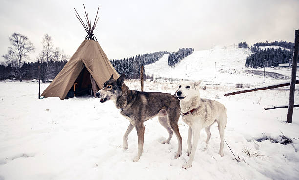 cani husky, finlandia centrale - north american tribal culture teepee winter canada foto e immagini stock