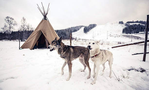 istock Husky dogs, Central Finland 467980833