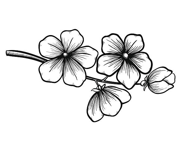 branch of a blossoming tree in graphic black white style, branch of a blossoming tree in graphic black white style, drawing by hand. Symbol of spring cherry blossom branch on white stock illustrations