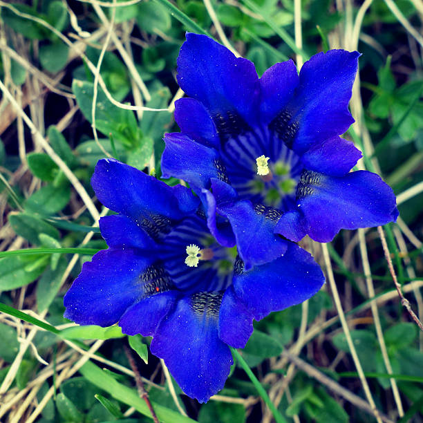 Stunning blue gentian in the European Alps, Switzerland