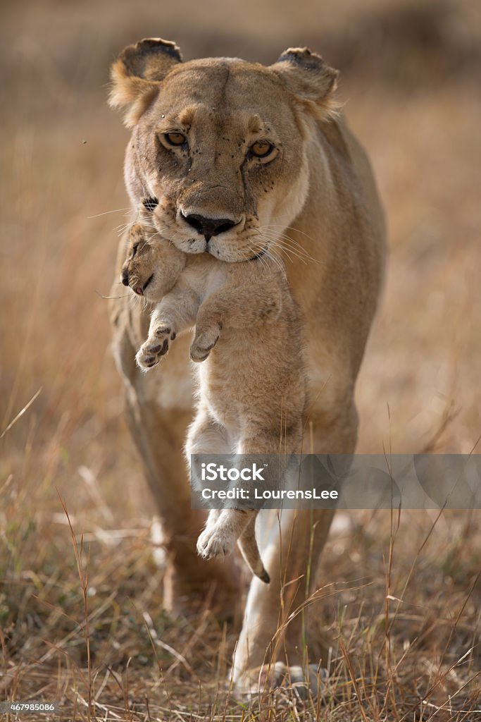 Last Lion cub Lioness carrying a cub, her last cub to safety Lion Cub Stock Photo