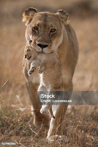Last Lion Cub Stock Photo - Download Image Now - Lion Cub, Newborn Animal, Cub