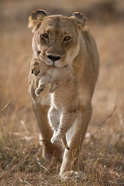 Photo of Last Lion cub