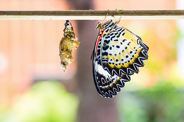 istock Female leopard lacewing butterfly 467985177