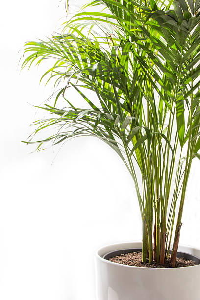 istock Areca Yellow Palm tree in pot isolated on white background 467985382