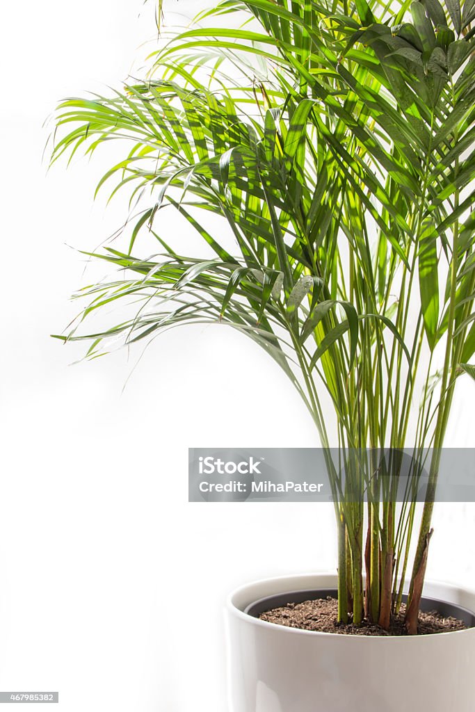 Areca Yellow Palm tree in pot isolated on white background isolated, tree, decoration, bigger, green, tropical, leaving, twig, plant, branch, pattern, palm, flowering plant, yellow palm tree, indoor outdoor plant, pot culture, rhapis excelsa, grass family, pot of gold, textured effect, single object, tropical climate, potted plant, palm tree, ornamental plant, pot plant, bamboo palm, areca, yellow palm Bamboo Palm Stock Photo