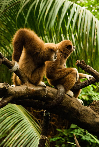 Monkeys in trees at Zoo Omaha Nebraska