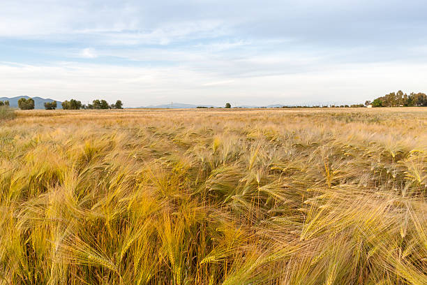 istock Young wheat growing in green farm field 467986488