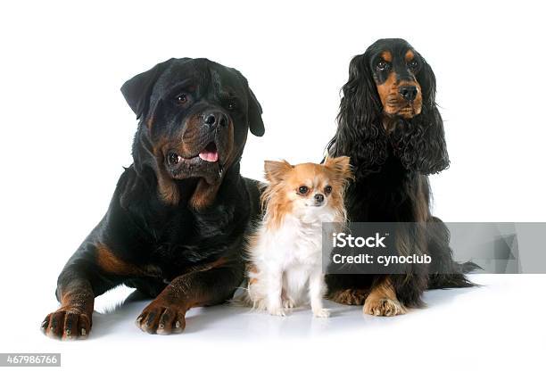 Three Dogs Stock Photo - Download Image Now - 2015, Adult, Animal