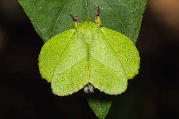 Close up of male roseapple caterpillar moth or small-tent moth (Trabala pallida walker) in nature