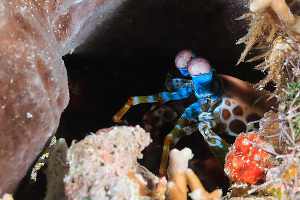 istock Mantis Shrimp peering out of a hole 467990144