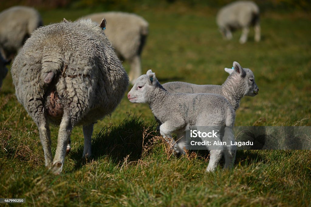 Lambing season, U.K. Telephoto image of Spring young animals. 2015 Stock Photo