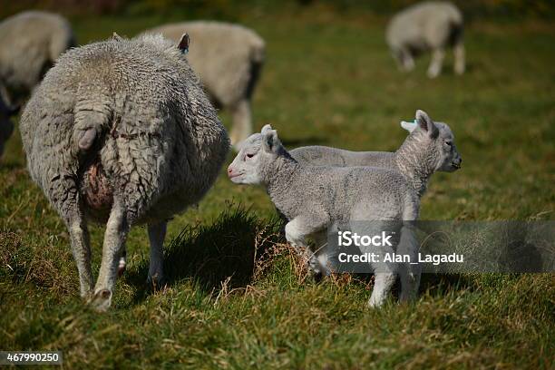 Lambing Season Uk Stock Photo - Download Image Now - 2015, Agricultural Field, Agriculture